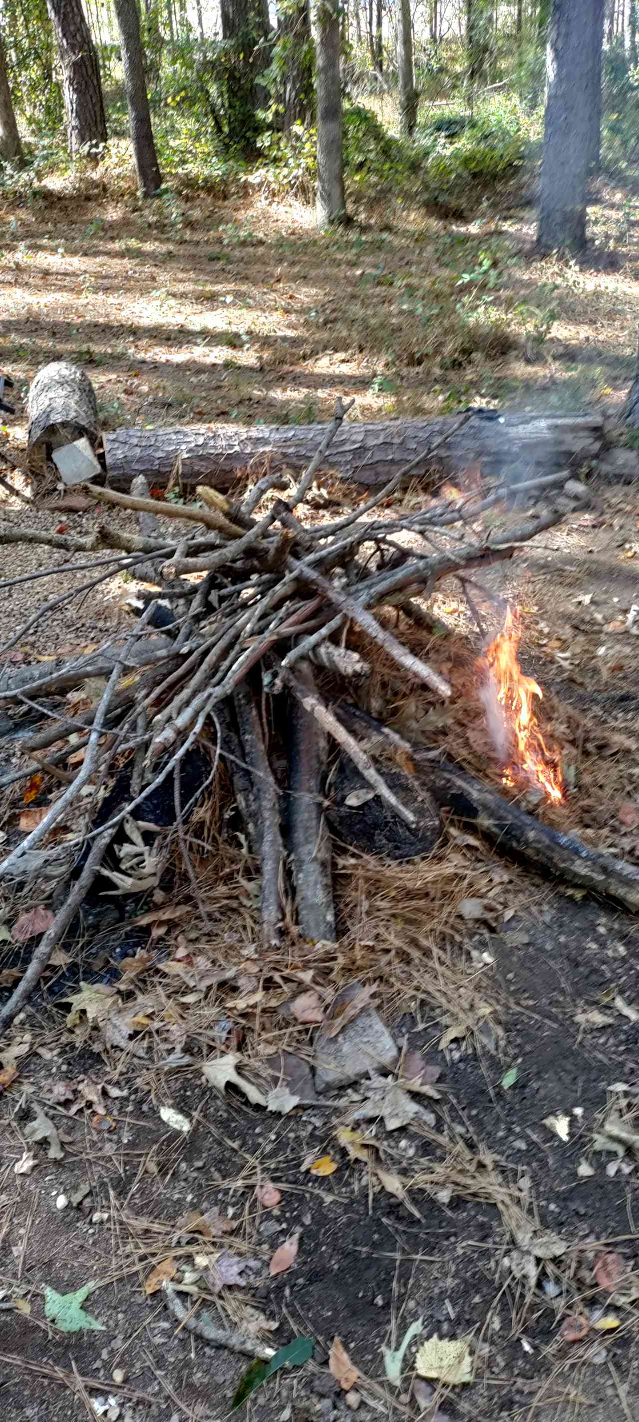 PARTY IN THE WOODS
