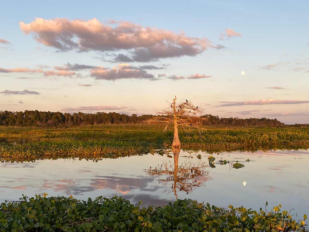 🎣Withlacoochee Riverfront A-Frame🦆B