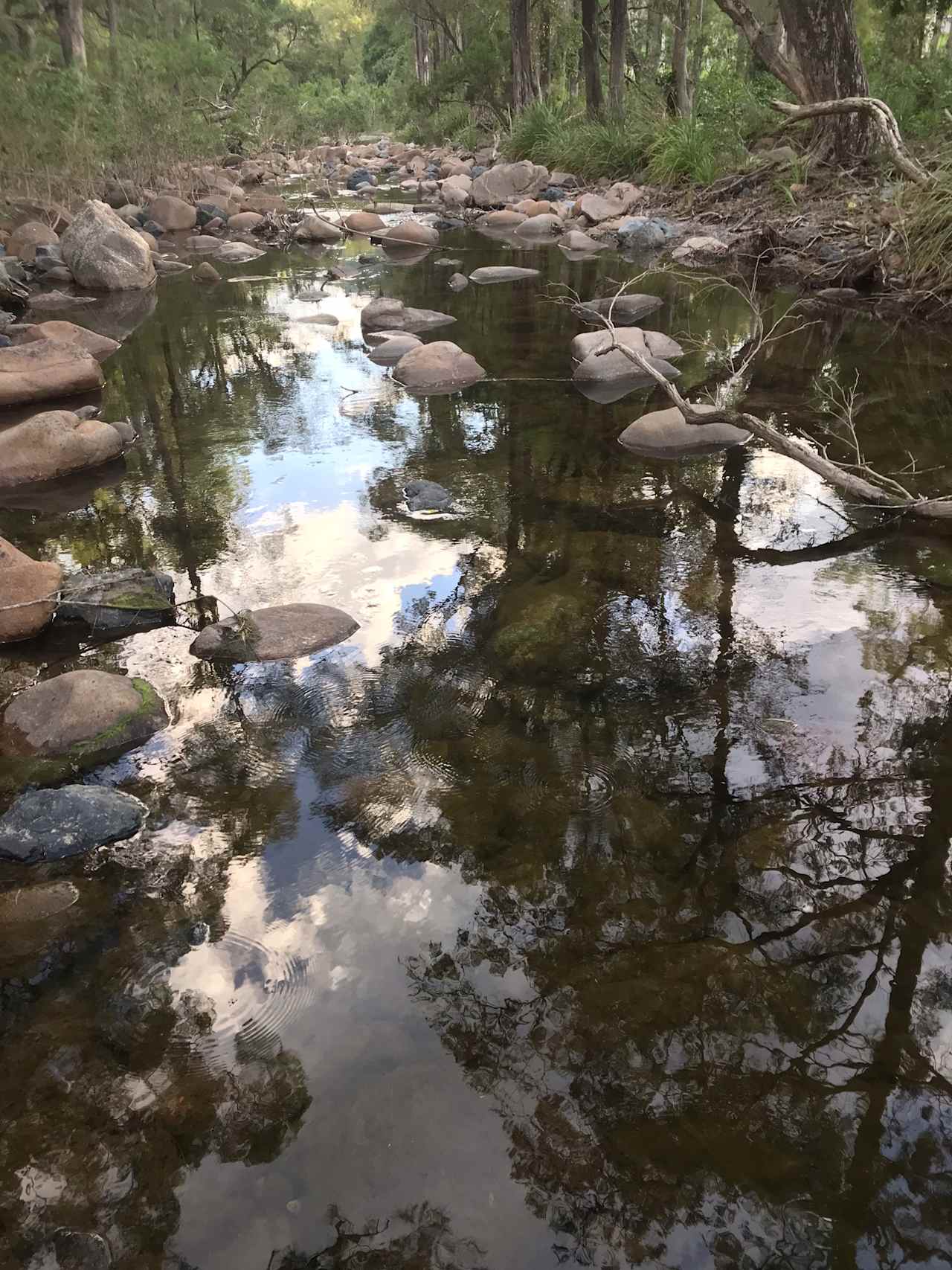 Bellbird Lodge