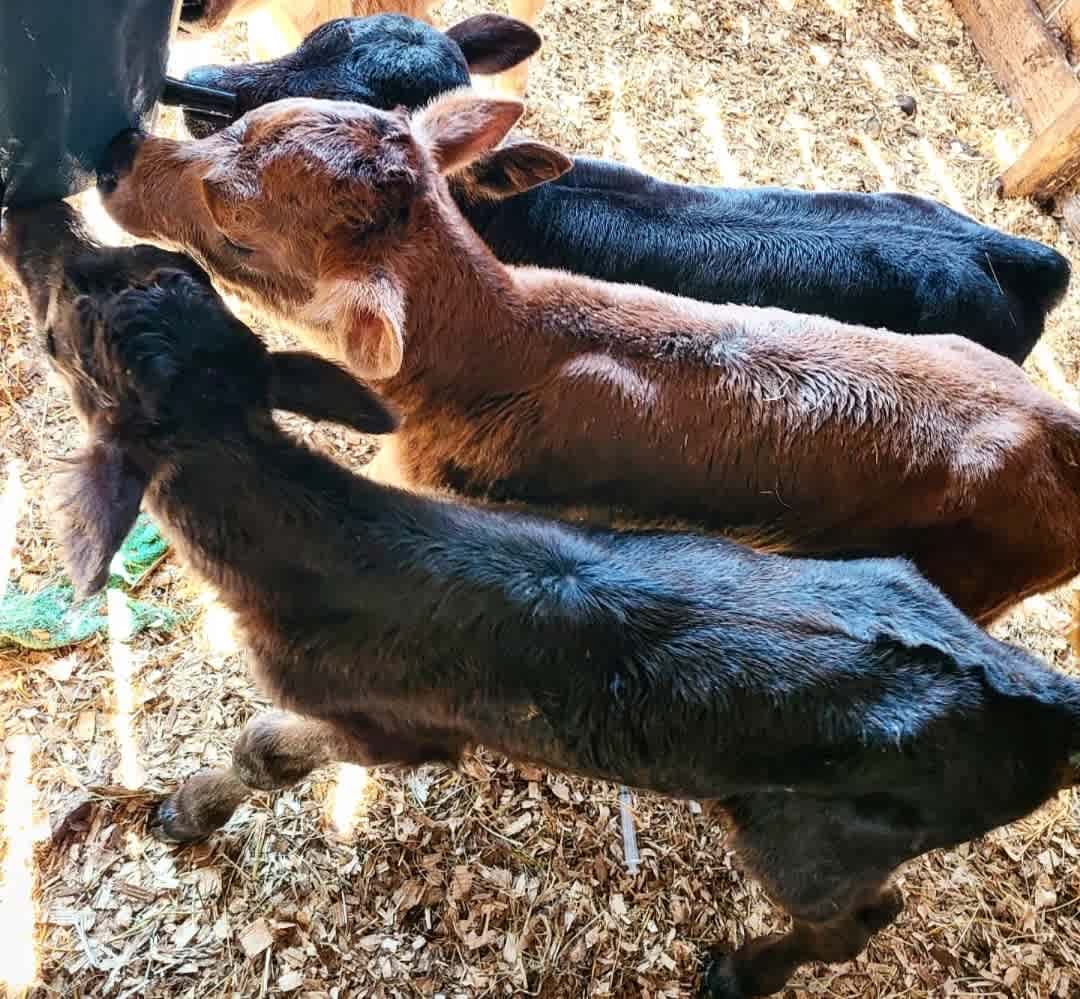 Babies!