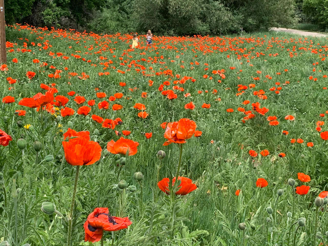 Poppy field an 8 minute walk from your camp, through Box Elder Campground. My great great grandmother brought the seeds from her home in Denmark.