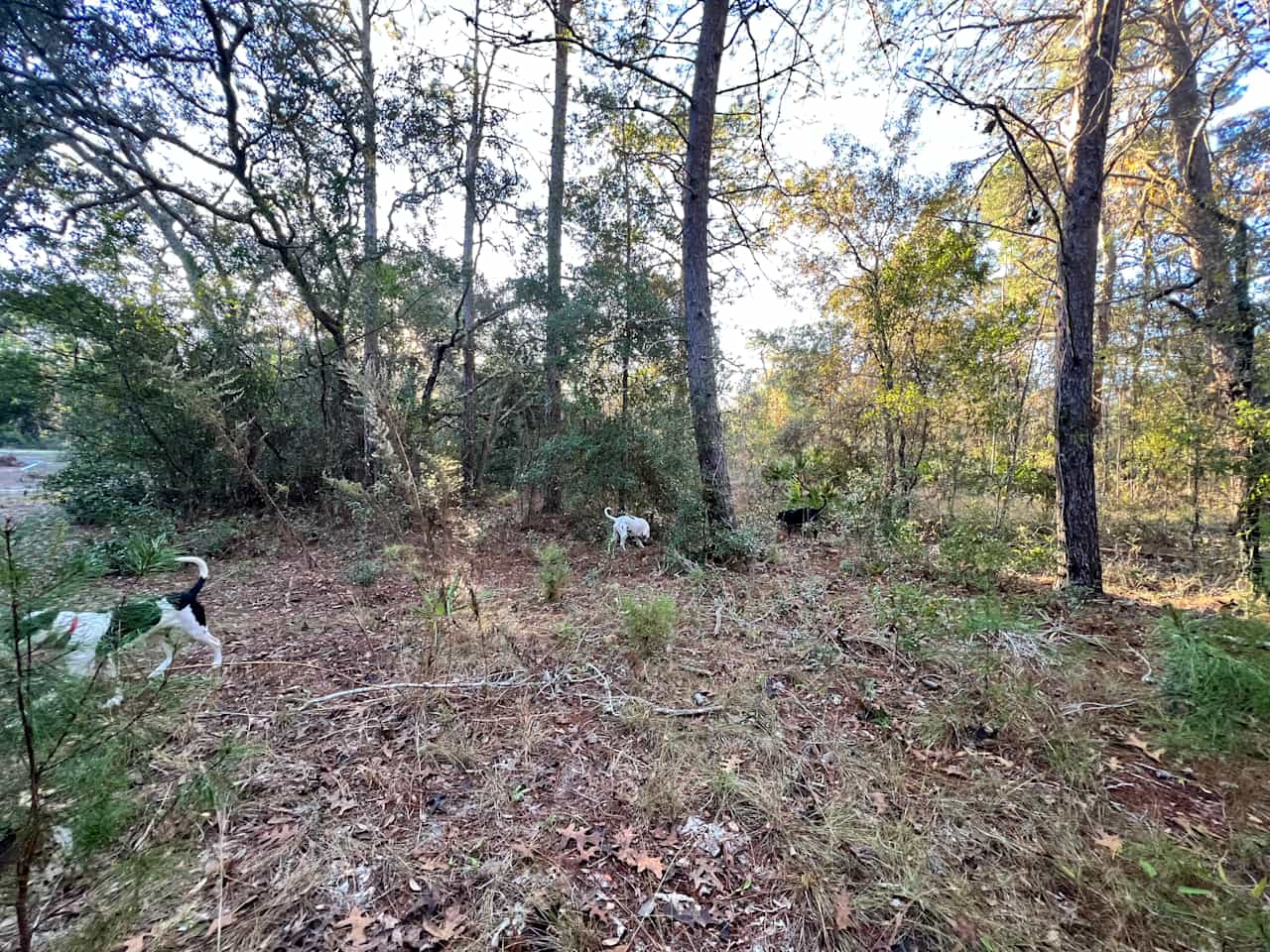 Live Oak RV site