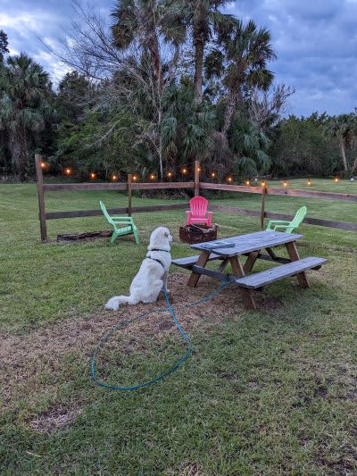 Our farm dog LOVED being able to watch the hens