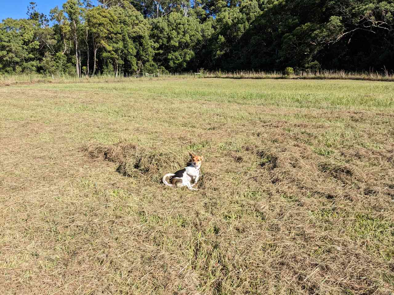 Out dog relaxing 