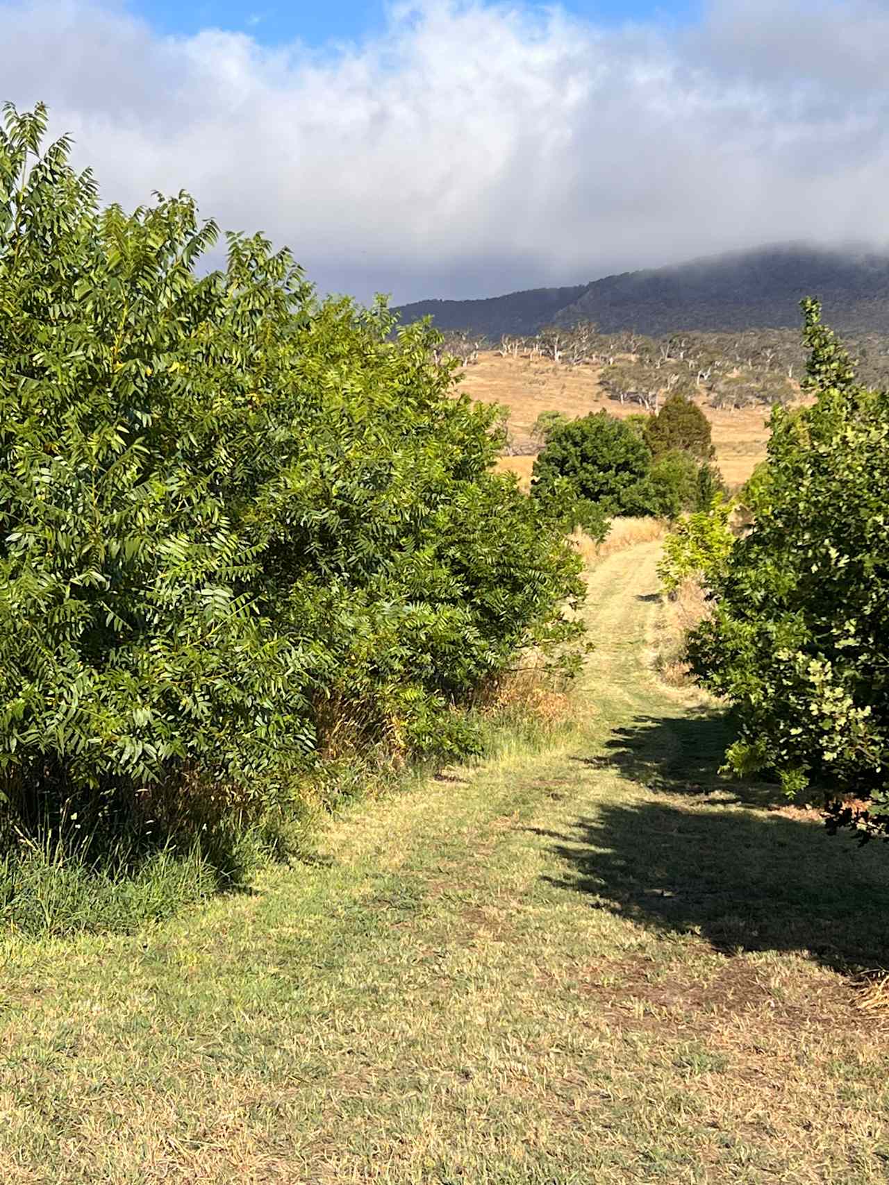 Walking tracks to the Numeralla River