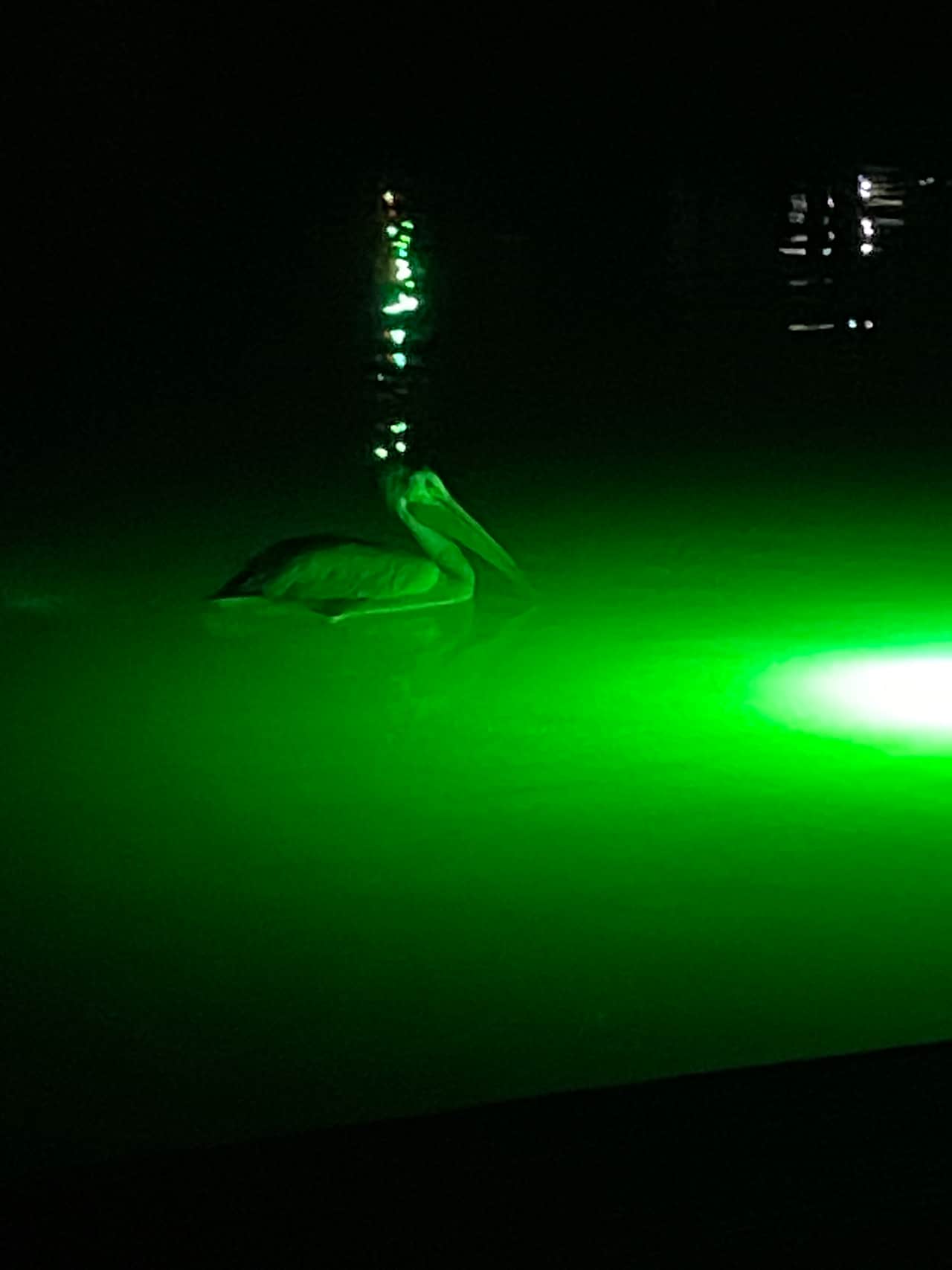 Wildlife!