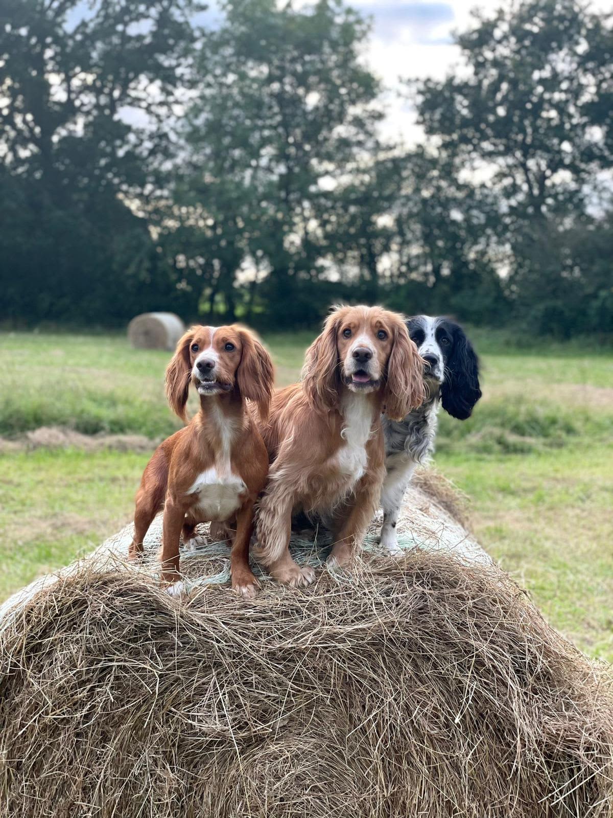 Cattlestone Farm Adult Only
