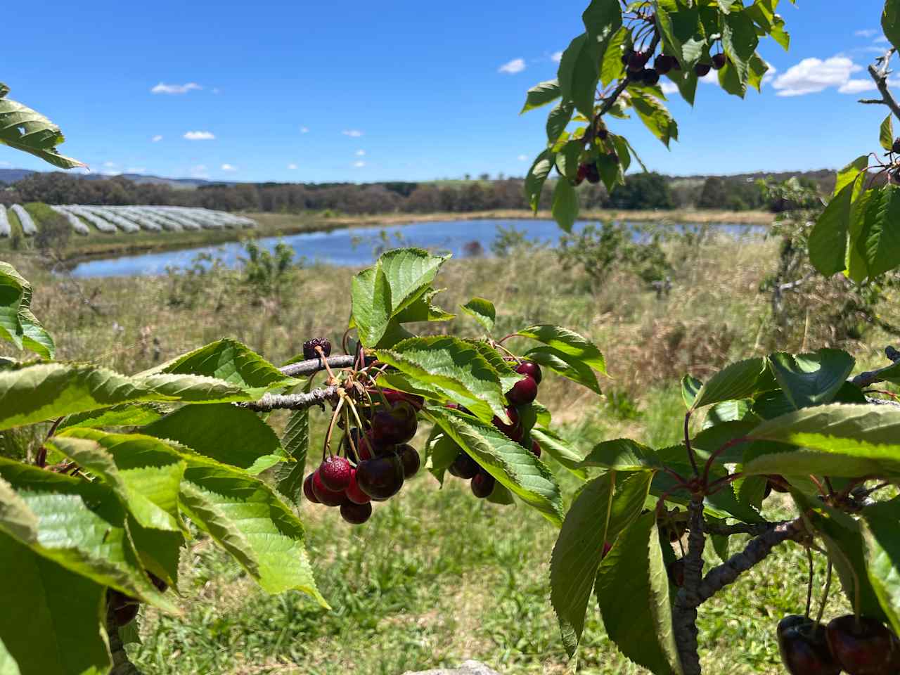 Hillside Harvest Orchard