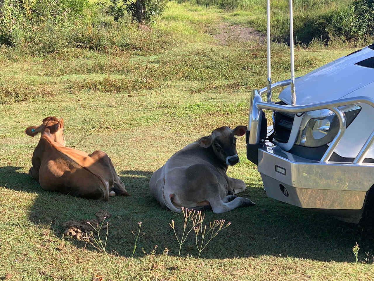 Happy hanging with the humans in the shade! 