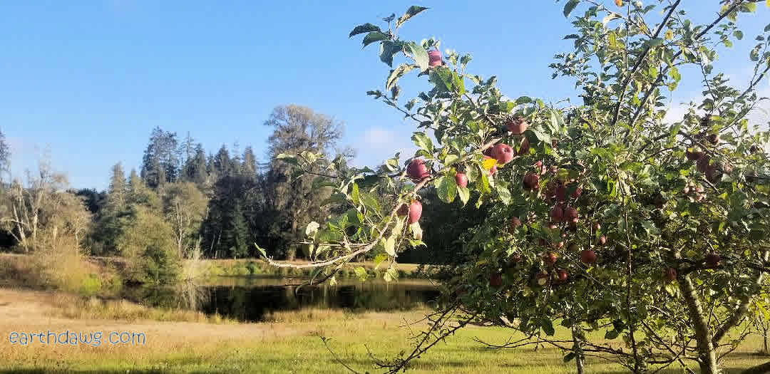 Pond with fruit trees
