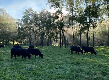 Silvo-Pasture at Forks Farm

Of our 86.40 acres, approximately half is fenced and used for pasture for our farm animals. 