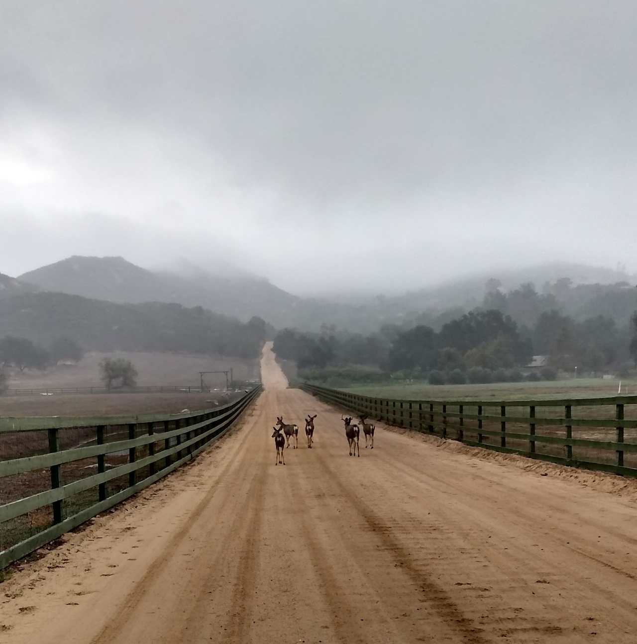 The Dirt rd in.
