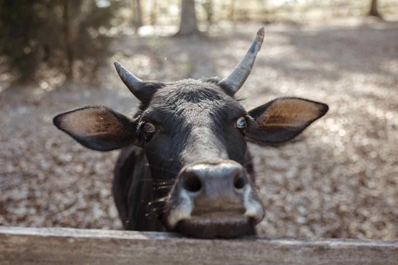 Hi, cutie!