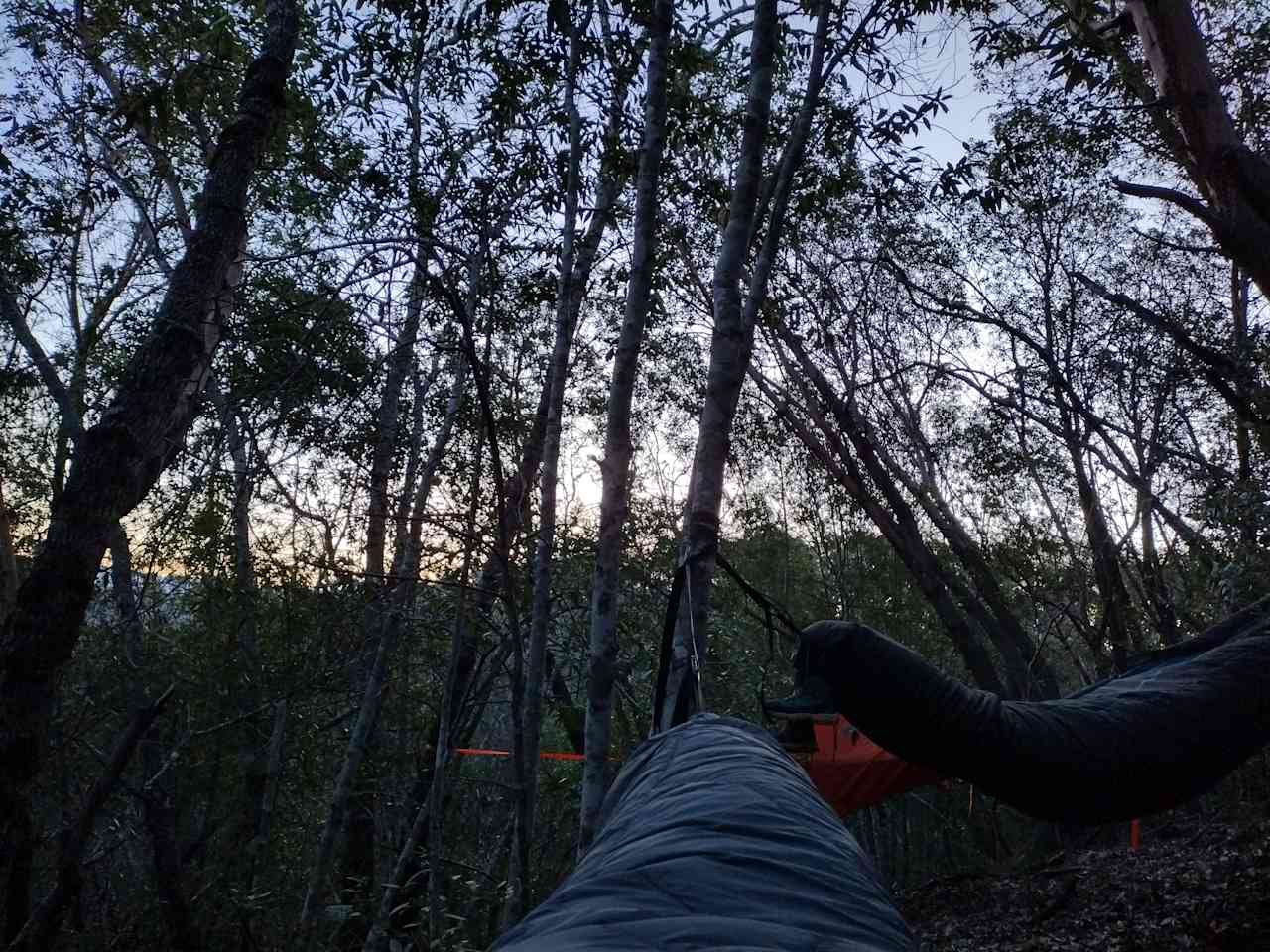 Dawn light from a hammock at the campsite