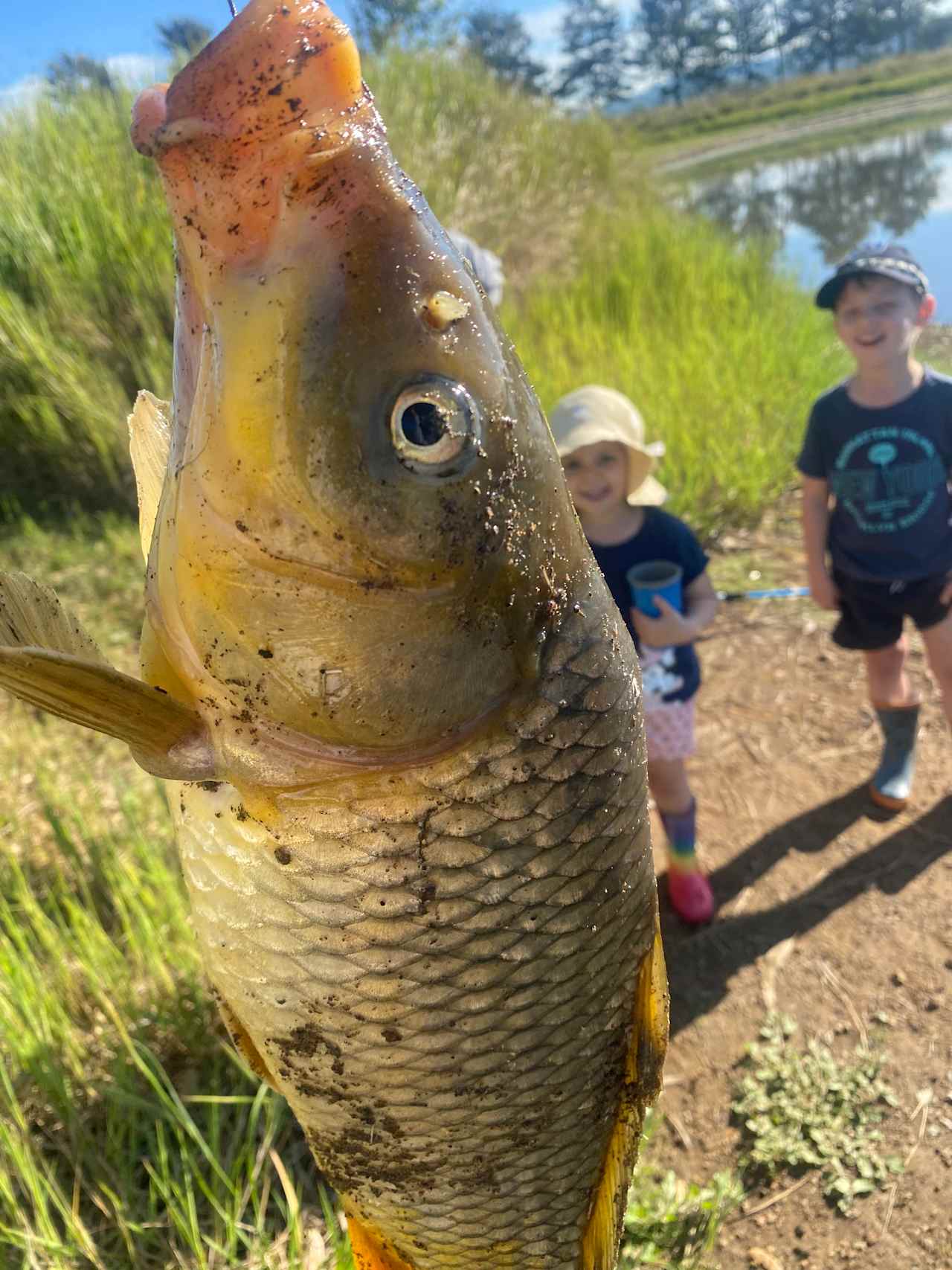 Carp