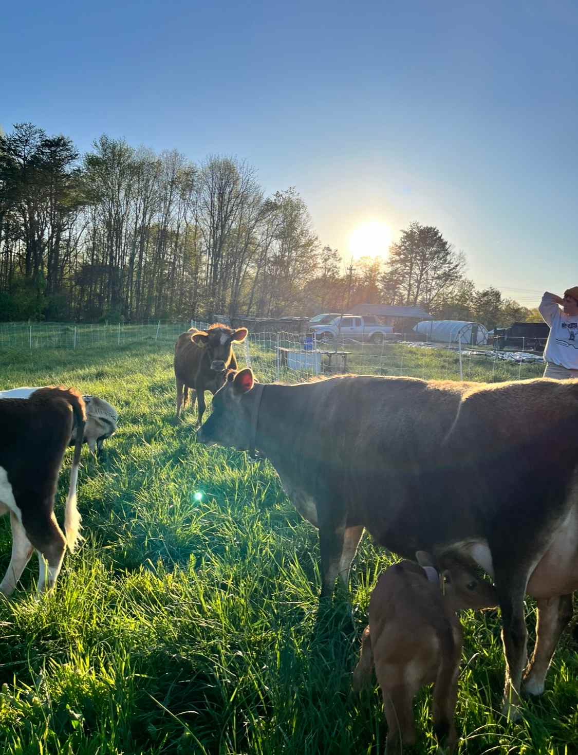 Our cows, which graze our property (and our other grazing land as well)