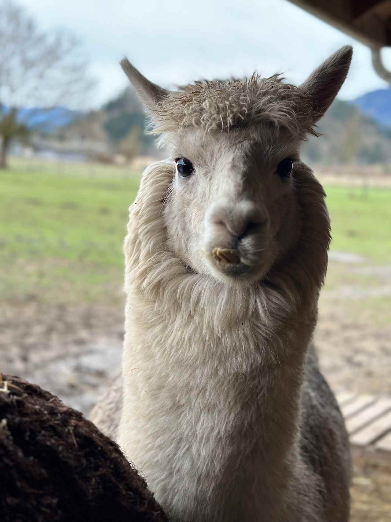 Blue Mist Farm