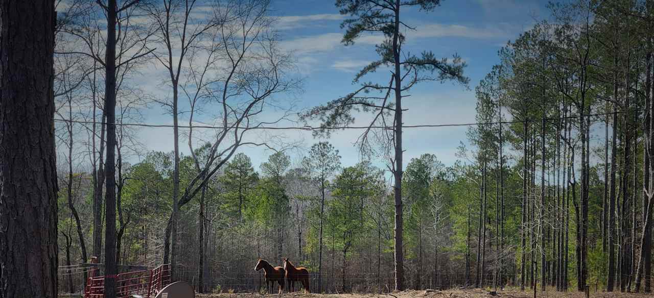 Southern Magnolia Grace Ranch