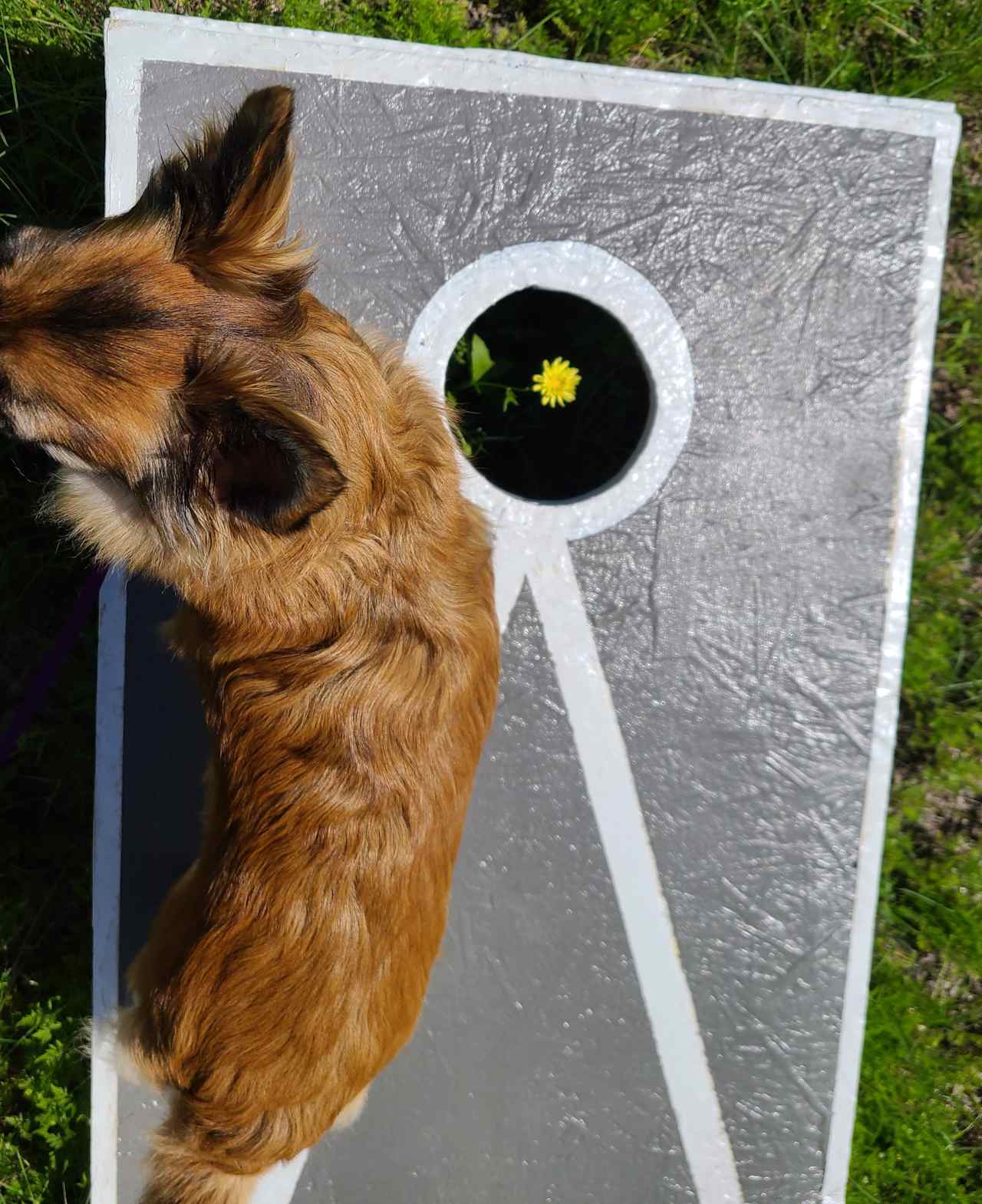 Willow and flower and the game. 