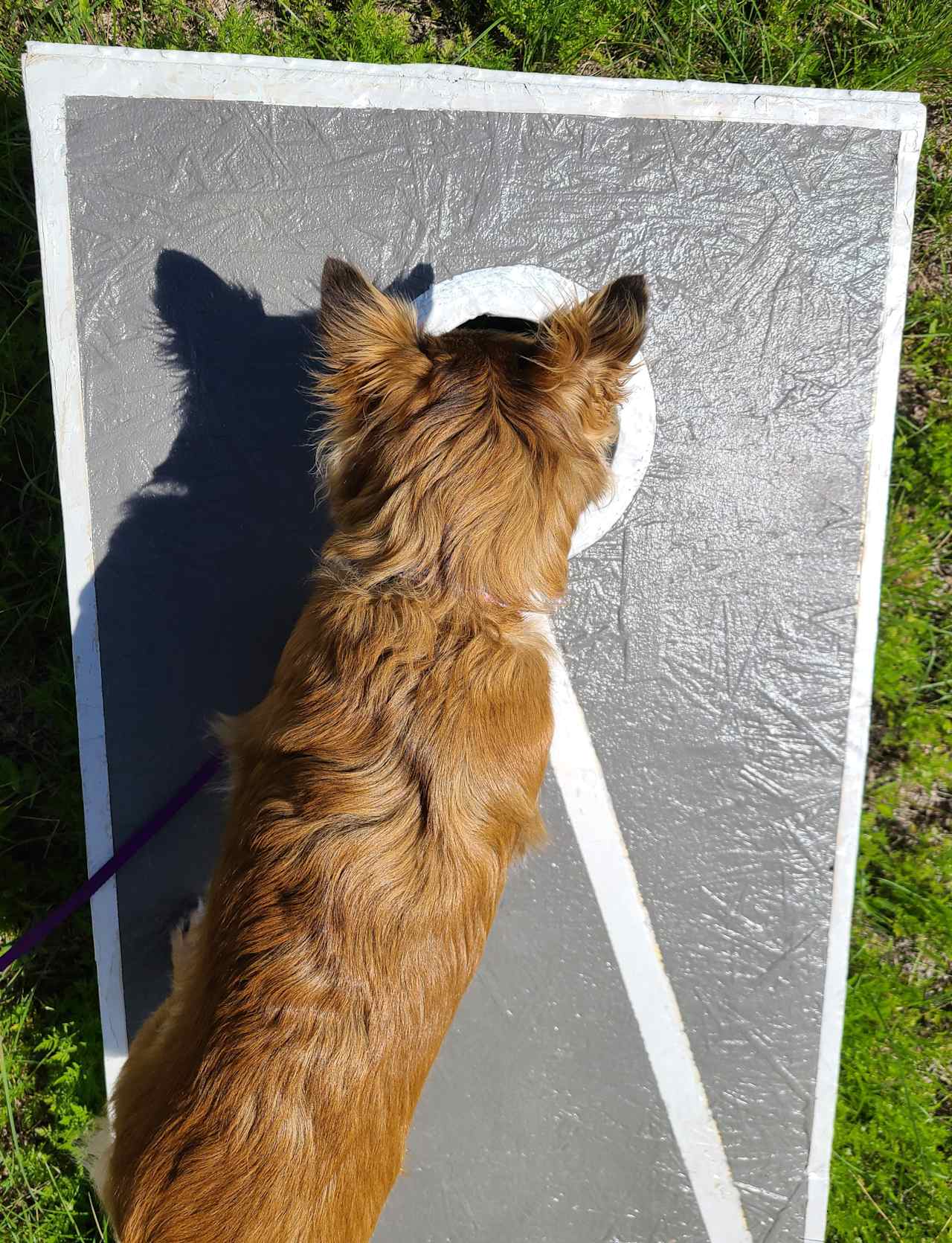 Willow looking into the hole of the game they have to play there. 