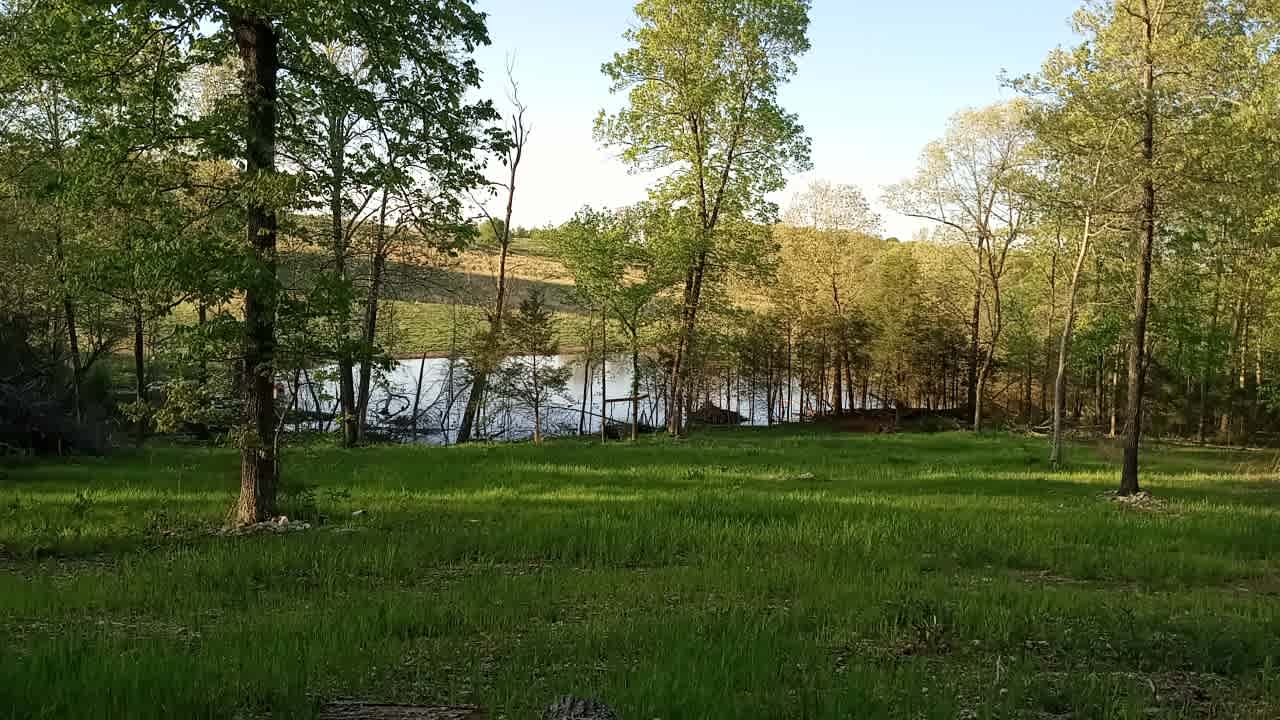 Beaver pond view