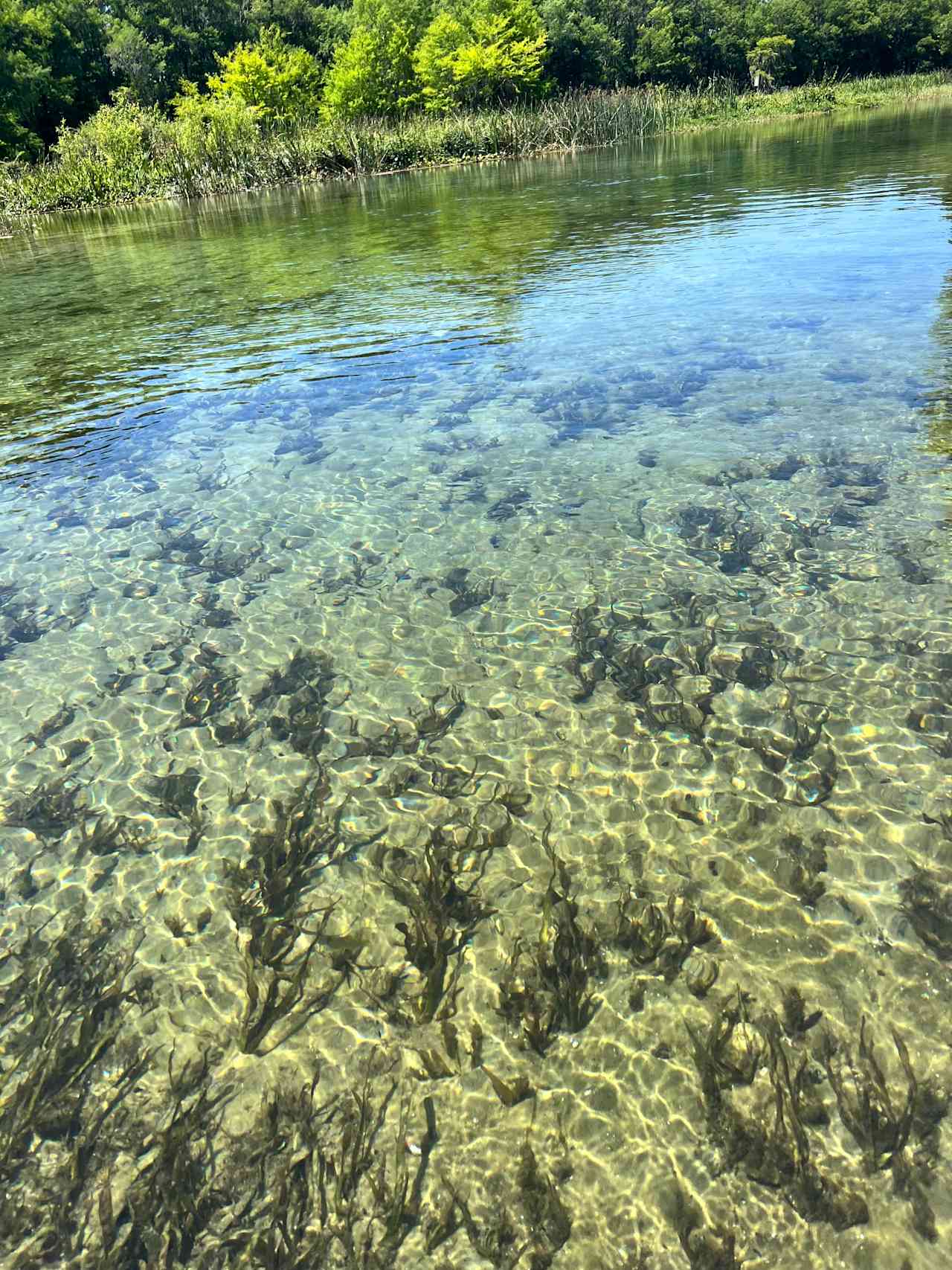 Slice of River Life