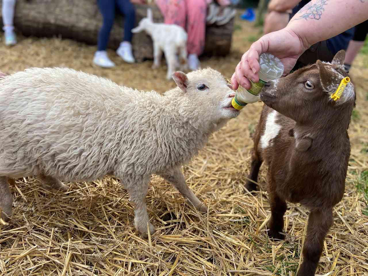 Daisy May’s Farm