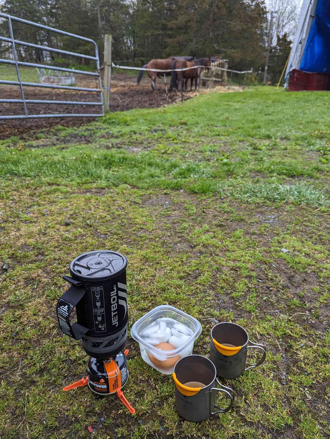 Boiling eggs and watching the horses