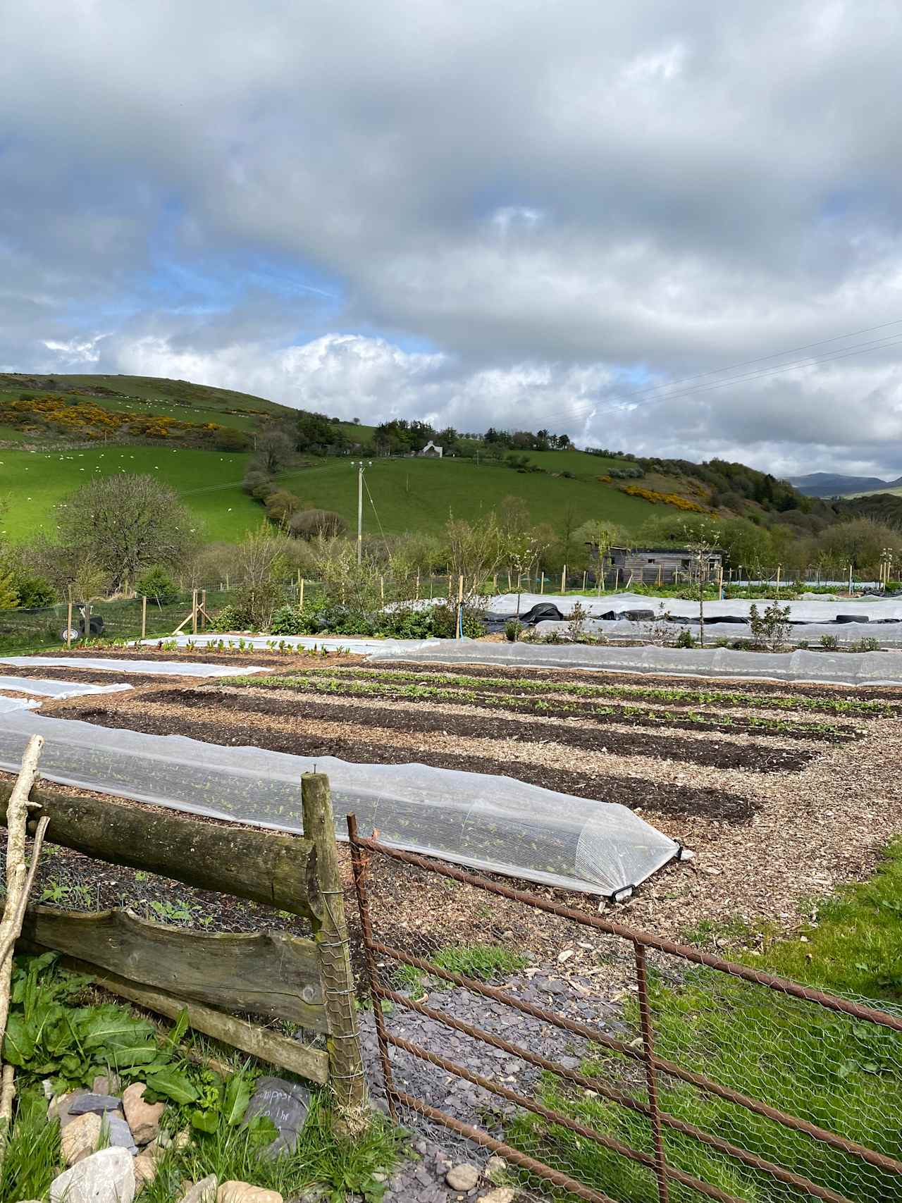 Vegetable garden during May