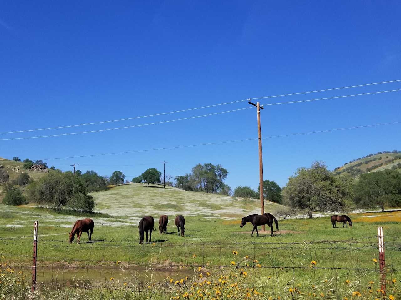 Oak Glenn * California Hot Springs