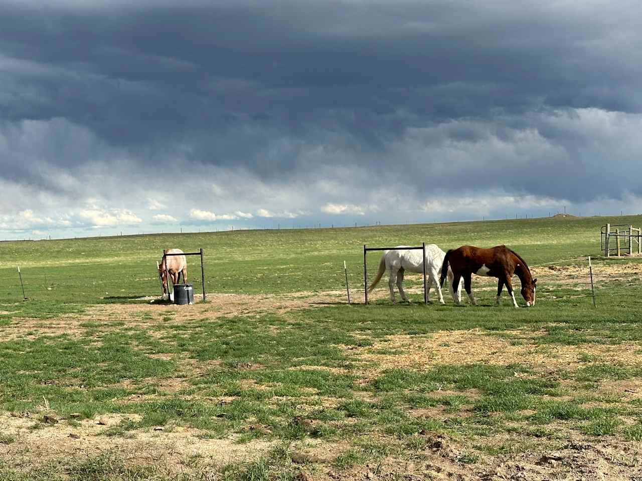 Horses hanging out 