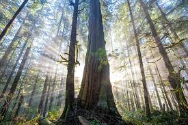 PNW FOREST