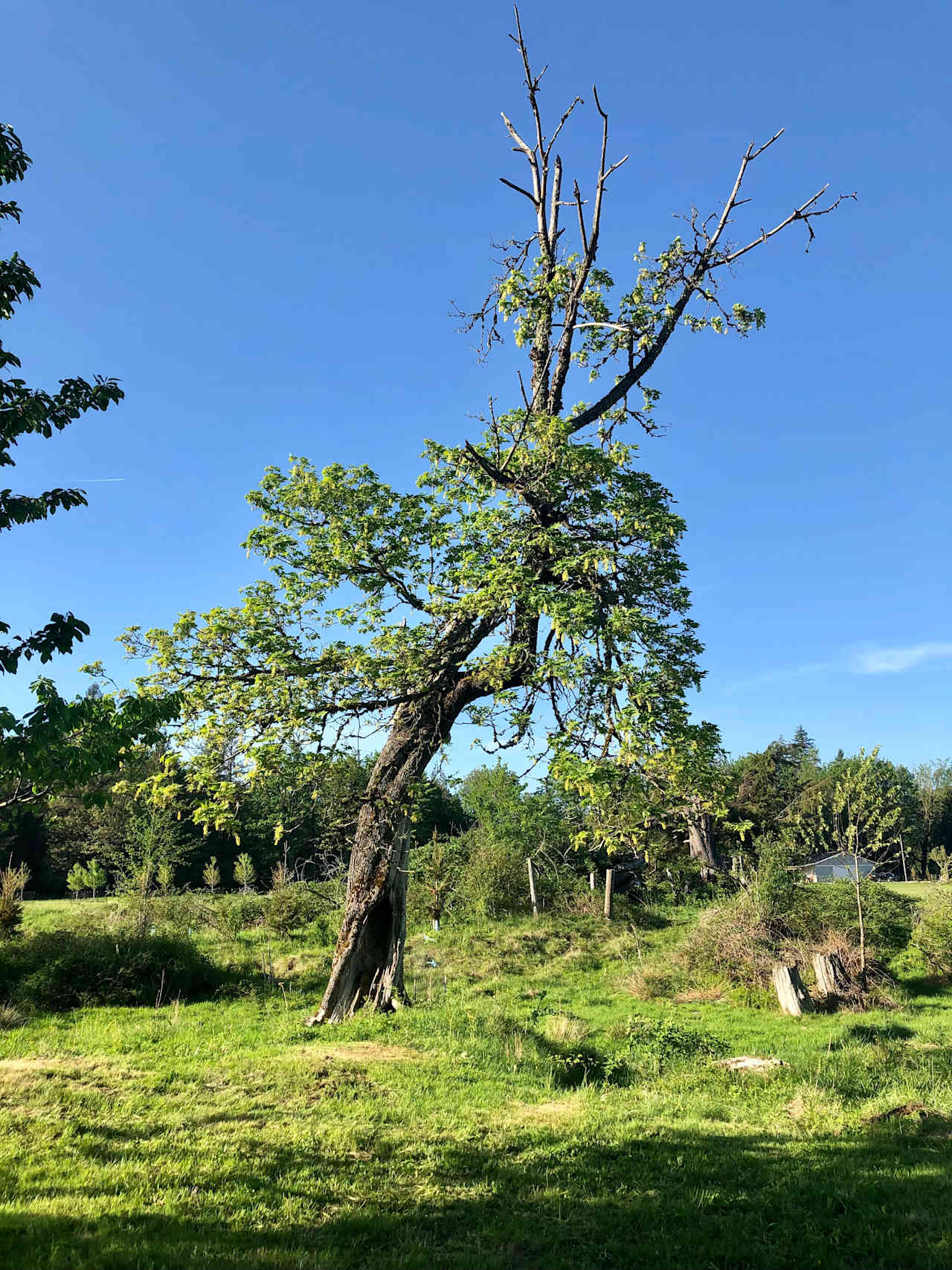 Hollow Tree Campsite