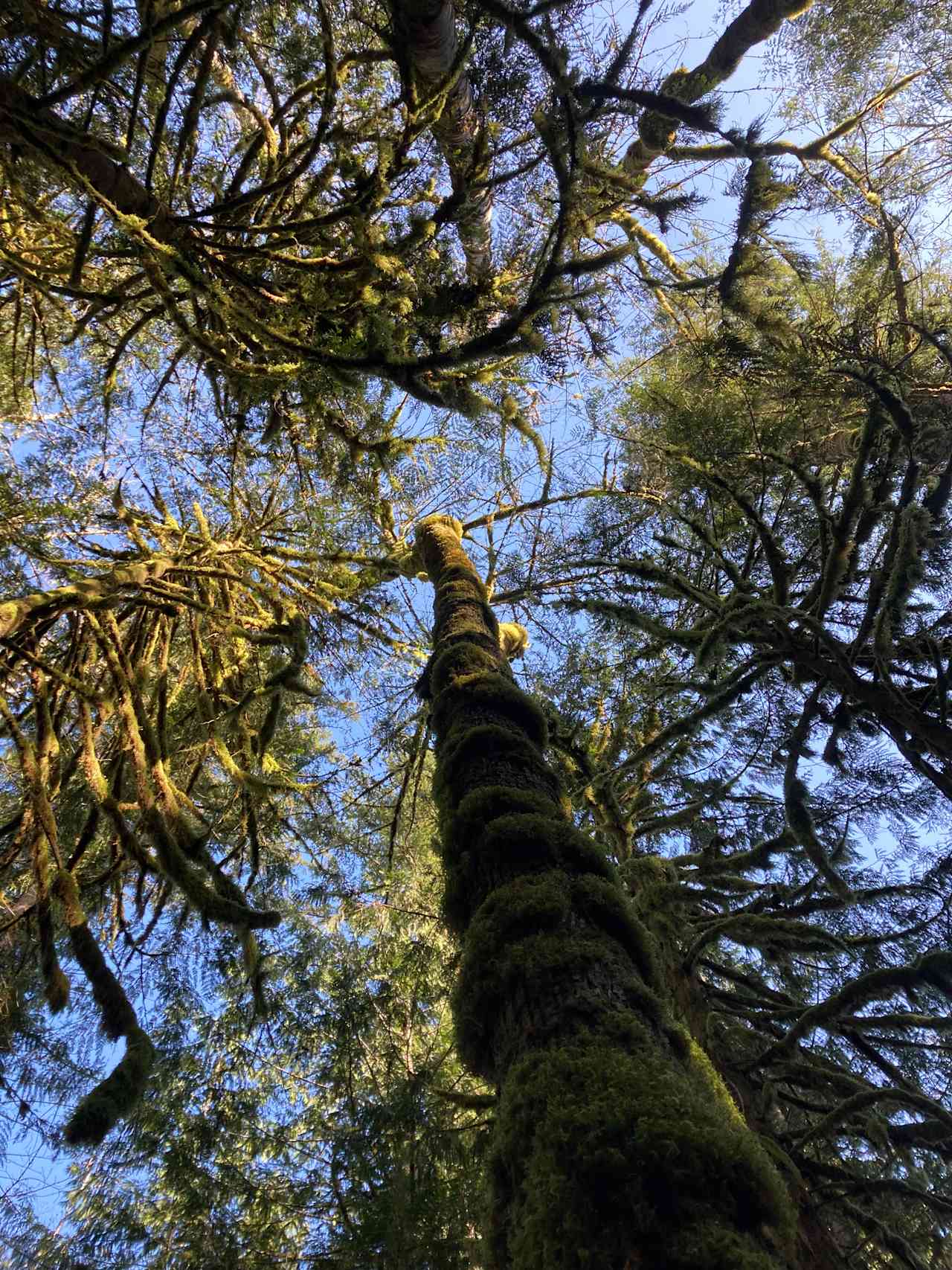 Carnation Moss Forest