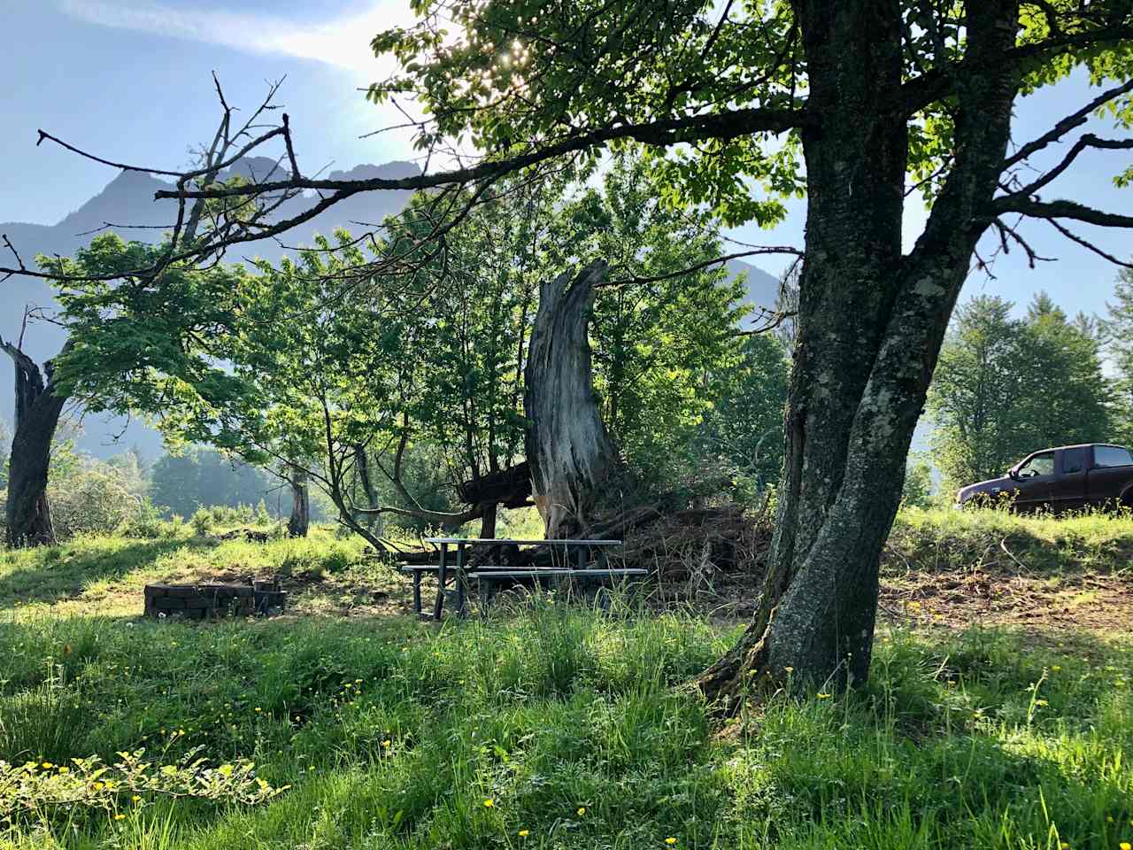 Hollow Tree Camp