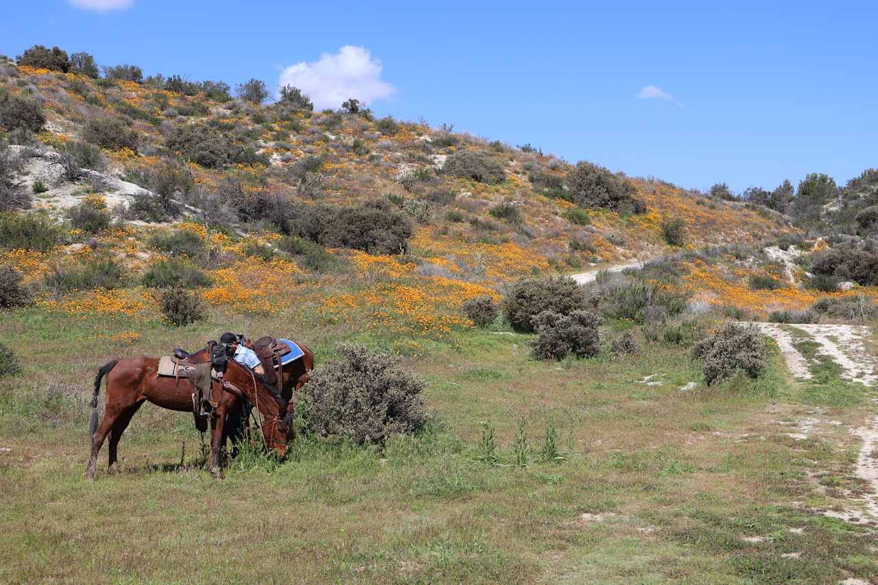 Saddle Up Camp