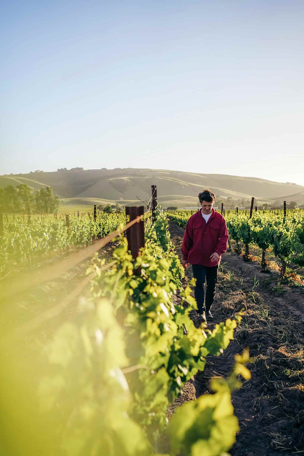a walk on the vinyard