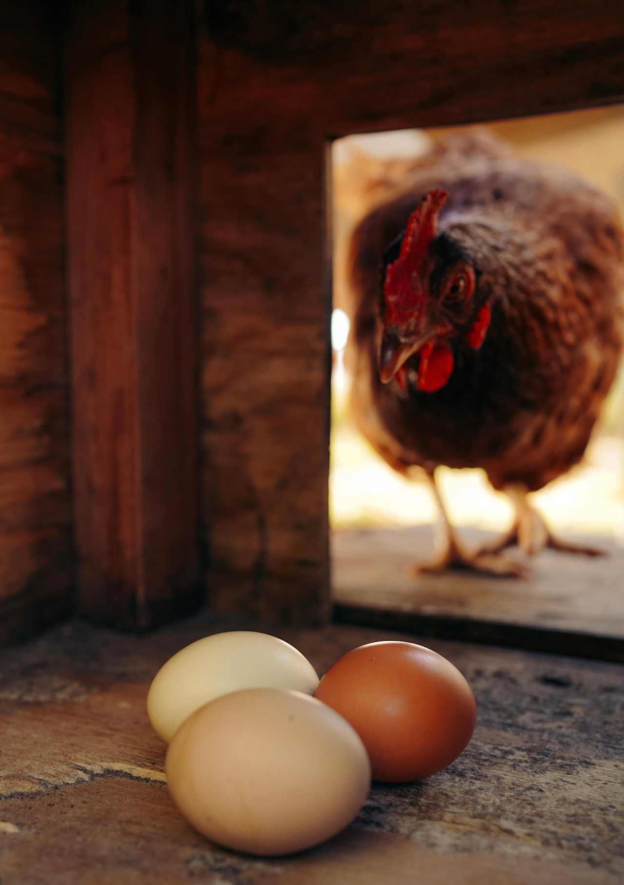 exploring the chicken pen