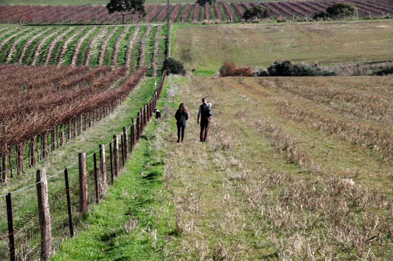 Jacob’s Creek Farm, Krondorf