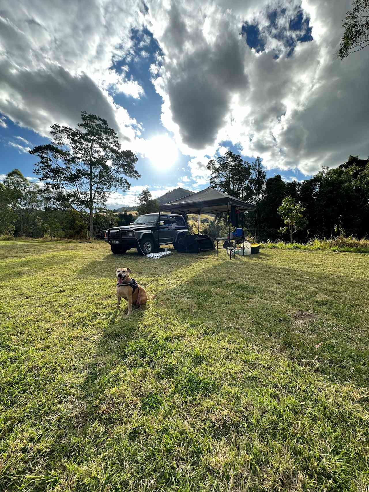 Bunya Grove