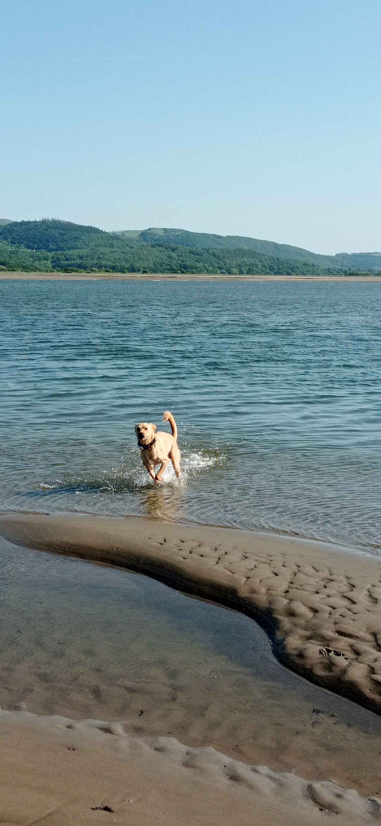 Our dog loved it as much as we dis , possibly even