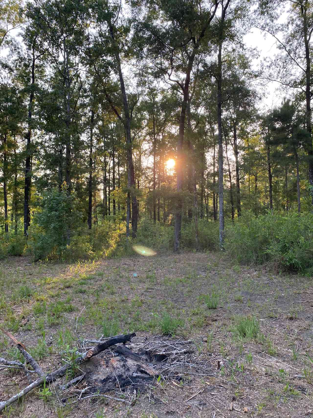 Woodland Escape