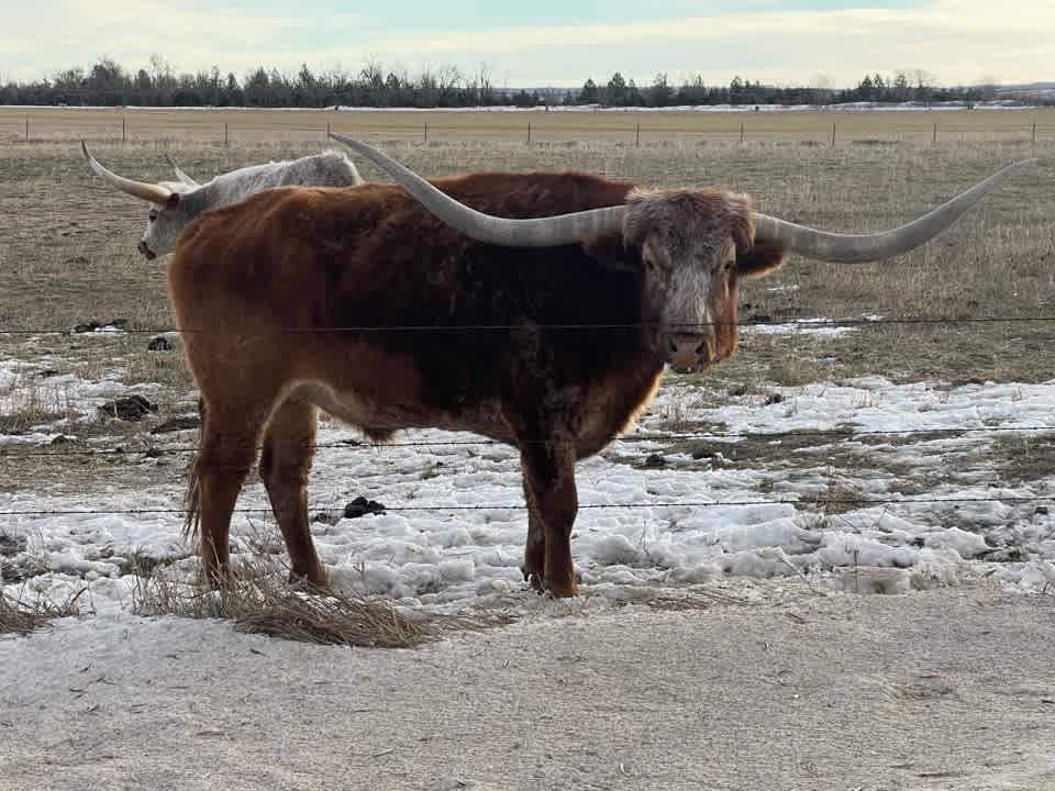 Local Longhorn 