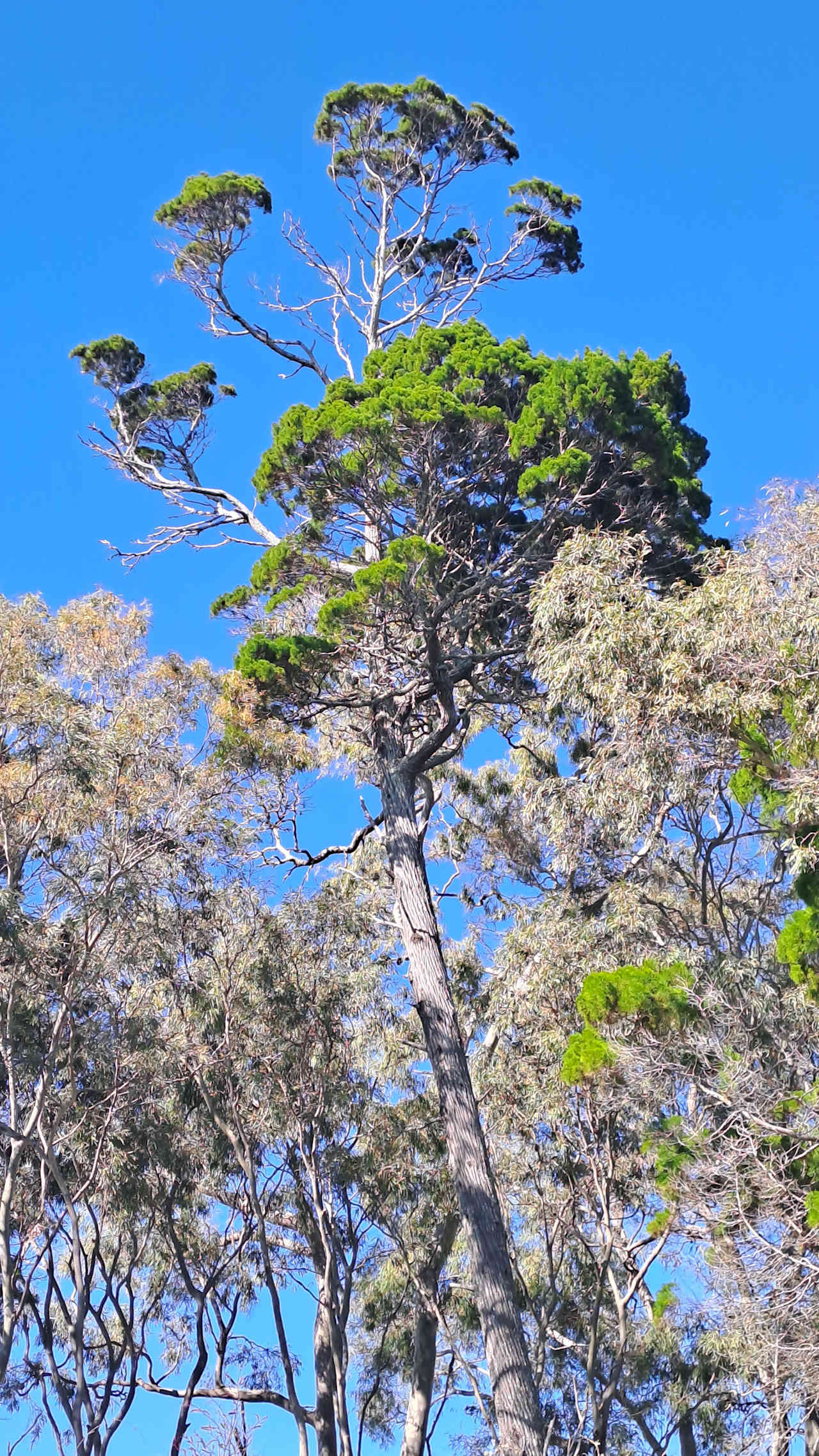 Jarrah Noongar