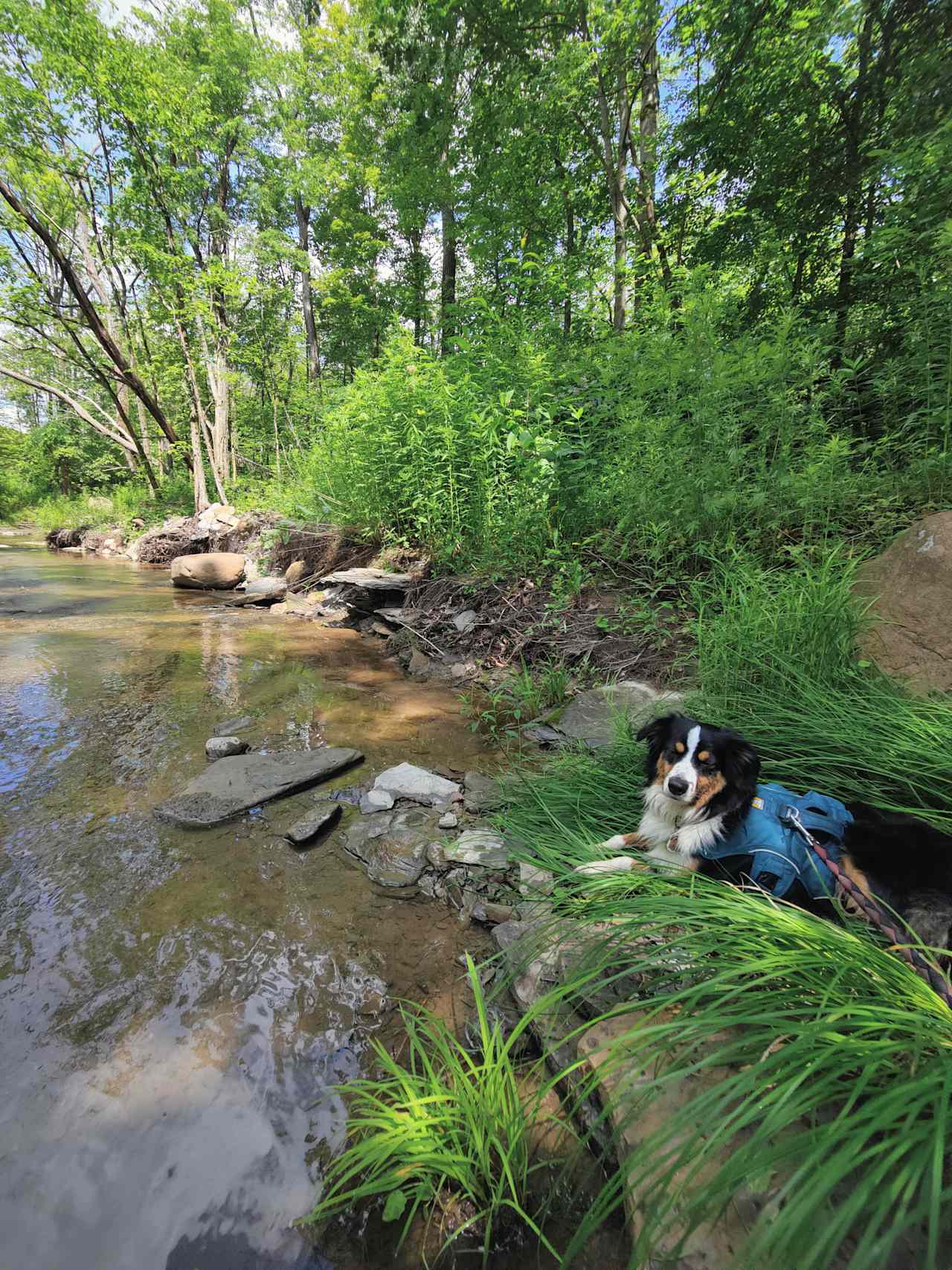Taking a rest from our creek exploration 