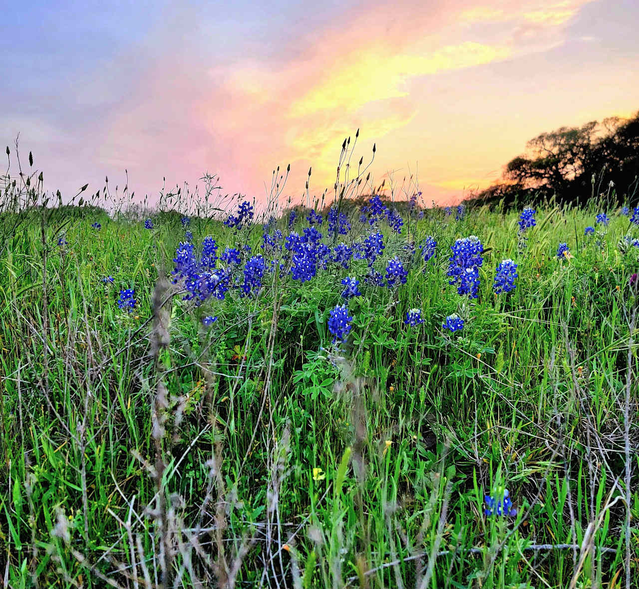 New Bielau Ranch