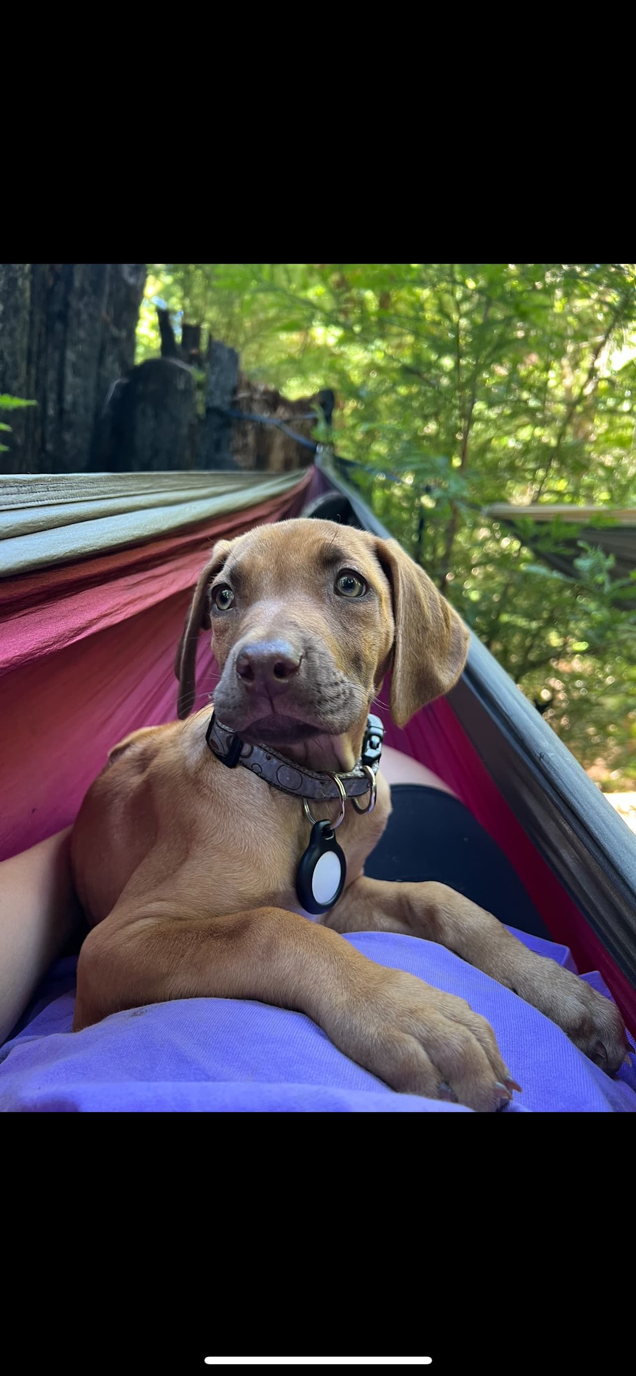 A California Dream: Camp Hoppy