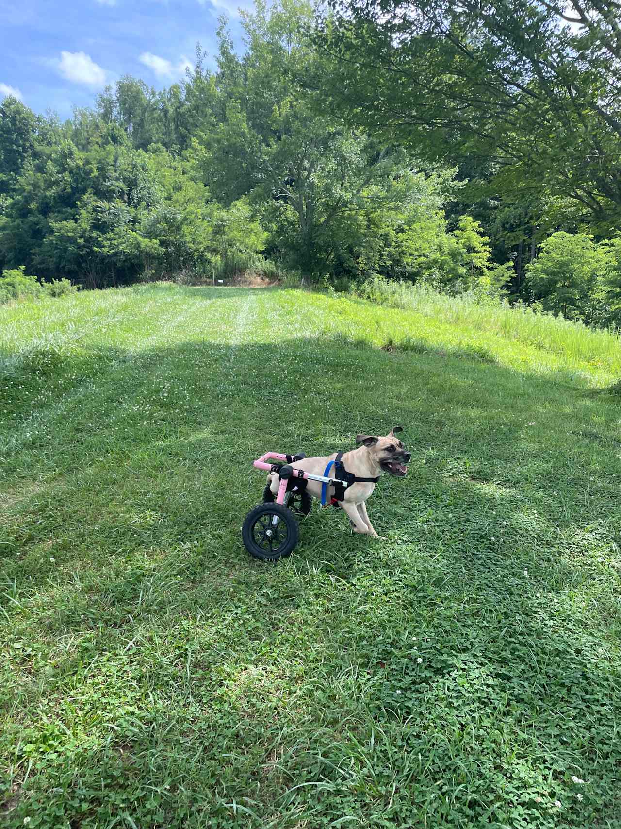 Bolin Knob Meadows
