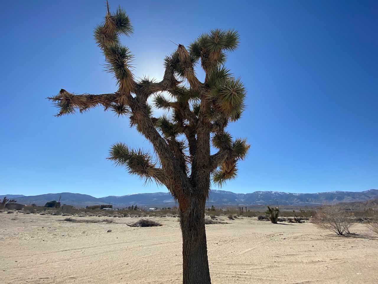 Joshua Trees on property
