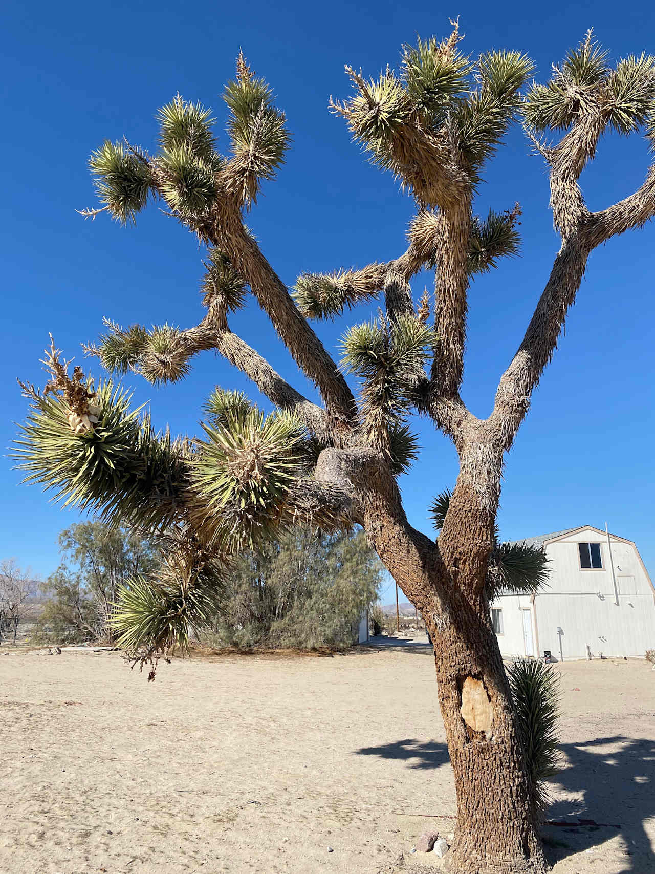 Get your camera out for a great picture of Joshua Trees at sunrise and sunset.